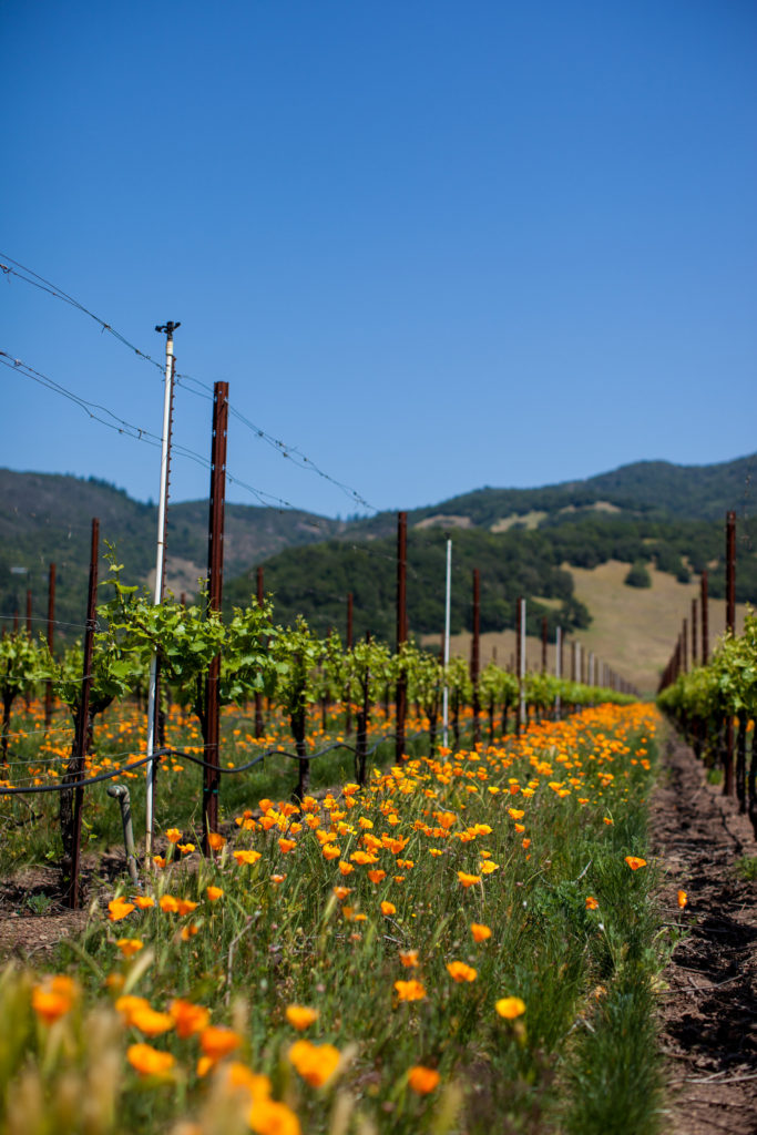 Vineyard in California with yellow flowers