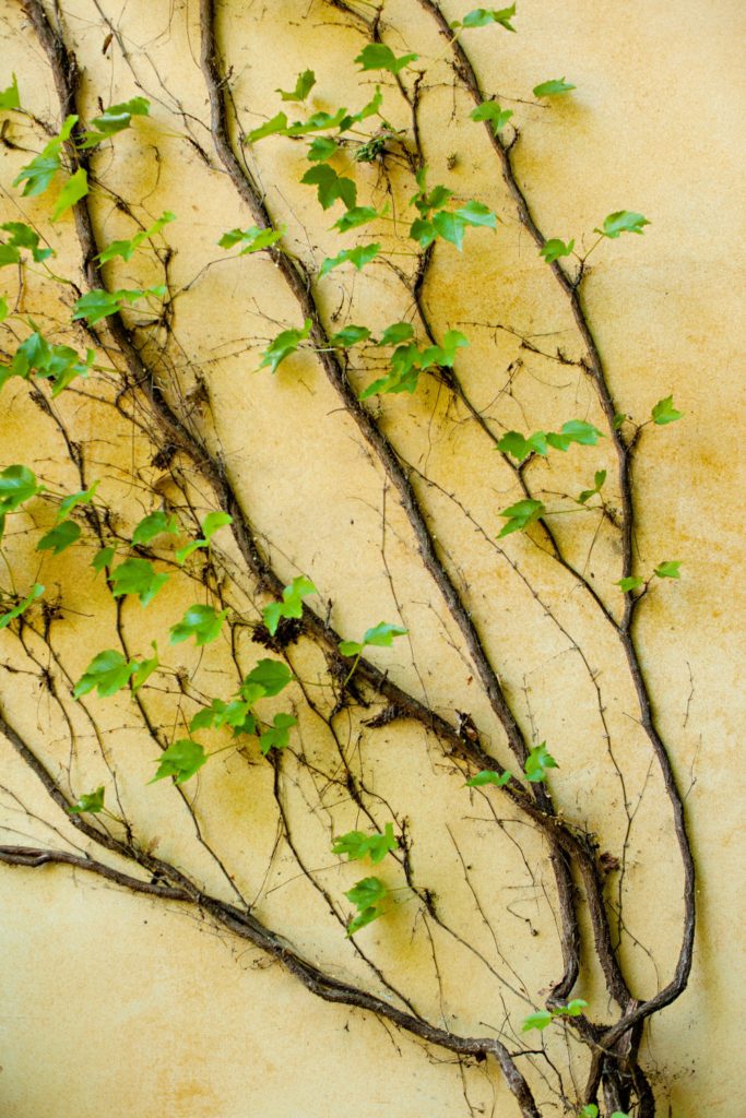 Climbing trellis plant